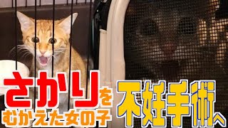 多頭飼育崩壊の家からきた猫、不妊手術・診察へ～どうして不妊手術は必要？～後半は、帰ってきた直後の様子も