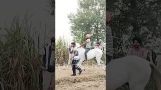 @Punjab_nasal_horses99 #viralvideo #video #viralreels #trending #trendingvideo #trendingshorts