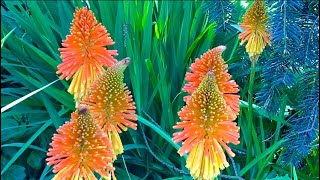 火把莲Liliaceae/Kniphofia/Kniphofia caulescens