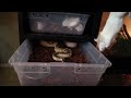 feeding 20 snakes in my reptile room