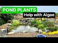 Will pond plants help with algae?