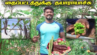 2023 ல் முதல் அறுவடை | இந்த தைப்பட்டதுக்கு என்ன என்ன விதைச்சுருக்கோம் | சிகப்பு சிறகு அவரை