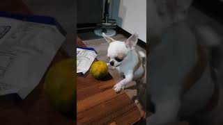 阿牛玩橘子 #吉娃娃 #chihuahua #dog #可愛 #小狗 #狗勾