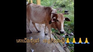 គោជើង៥