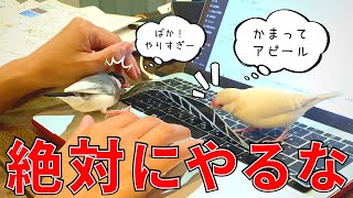 絶対やるな！デスクワーク中に文鳥を放鳥した飼い主の末路… Java sparrow