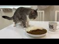 カレー食べてたらうんちと勘違いしてドン引きしてくる猫がこちらですw