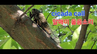 매미*말매미 울음소리 cicada call 한여름 매미소리요란하다 !!! 합창하듯 수컷이 암컷을 찾는다 !!! 오랜시간 땅속에있다가 한달정도 살다가는매미의 강한울음소리는 슬퍼!!!