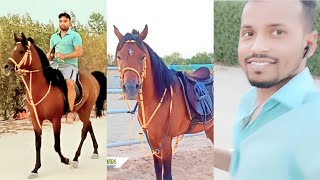 কিভাবে ঘোড়া চালাতে হয় || Horse Vlog video || horse video || Horse Riding