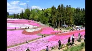 秩父・羊山公園の芝桜と秩父神社参拝　〝独り旅人〟