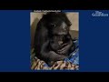 emotional moment chimpanzee mother reunited with her baby