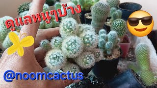 ep.71 ฟื้นฟูแคคตัส 1  #เปลี่ยนดินแคคตัส #cactus @noomcactus โดย ลุงเท่ง