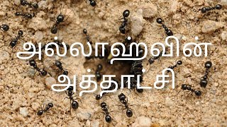 குர்ஆனில் அல்லாஹ் கூறும் அத்தாட்சி - எறும்பு🐜 Part-1 #Gainingknowledge