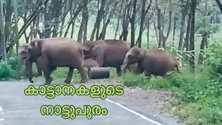 അമ്പതോളം കാട്ടാനകളുടെ നാട്ടുപൂരം #wildlife #wildanimal #wildelephants #wildanimals #elephant