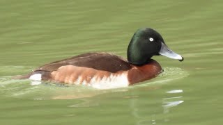 【絶滅危惧種】アカハジロ ① 4K /  Baer's Pochard (Endangered species)