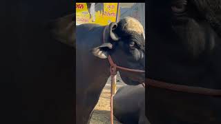 Nili Ravi No.1 Buffalo #shorts #dairyfarming