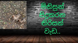 තිරිසන් වැඩ......🥲🥲🥲🥲🥲