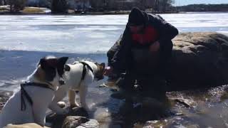 American Akita Chronicles: Adventures of Sasha and Hunter