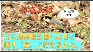 井の頭公園のチビちゃんず・餌大きい・本日のおっさんぽ