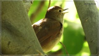 Download Lagu Common Nightingale Bird Best Song... MP3 Gratis