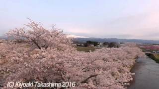 Phantom4で撮影　〜鶴岡市馬渡・桜並木〜