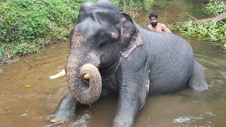 കരിമണ്ണൂർ ശേഖരൻ / കീച്ചൻ ശേഖരൻ  / Karimannoor sekharan elephant / Keechan ❤