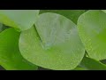 kcc asmr 🌳비오는 날 💧 서울의숲 푸른수목원🌿