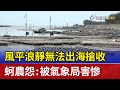 風平浪靜無法出海搶收 蚵農怨：被氣象局害慘