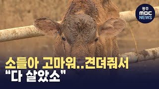 축사 침수로 갇혔던 소 200마리 \