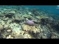 Snorkelling on house reef Komandoo Island Resort Maldives