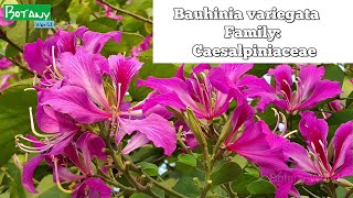 Bauhinia variegata | kanchnaar | कंचनार |  કાંચનાર |