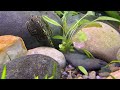 i created a natural ecosystem river aquarium with rare stream fish a 3 month evolution