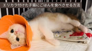 子猫のエリカラを外さずにごはんを食べさせる方法。初めての、カリカリ100%ごはん！（生後２カ月半、お迎え４週目）【スコティッシュフォールド、立ち耳】結膜炎で目薬治療＆エリザベスカラー着用中。