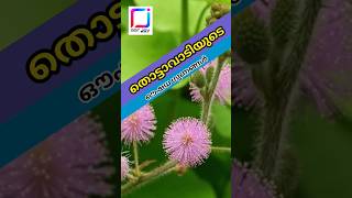 തൊട്ടാവാടിയുടെ ഔഷധ ഗുണങ്ങൾ / Medicinal importance of Mimosa Pudica Linn