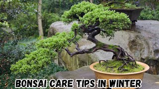 🌳 Bonsai Tree Care Tips in Winter | Easy Winter Care Guide 🌳