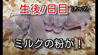 ロボロフスキーハムスター　赤ちゃん生後　７日目　（ナッツ）