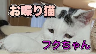 おしゃべり好きのまるで人間のような猫のフクちゃん【Cat like a human】