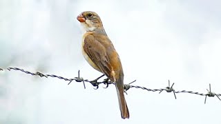 Patativa chorona cantando na natureza para esquentar machos e fêmeas e para os amantes da espécie !!