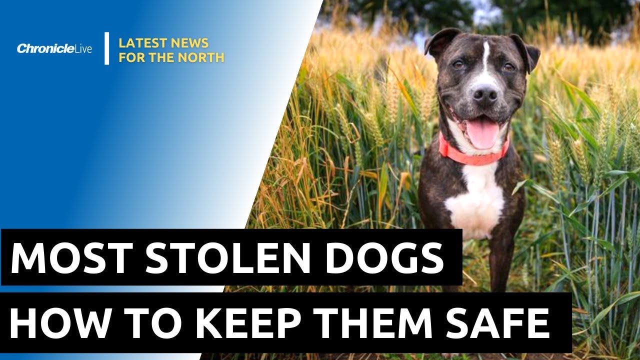 How Can I Stop My Dog From Being Stolen