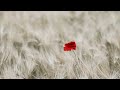 Blood on My Hands - Instrumental Version Song by Michael McQuaid