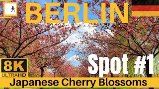 Walking in Berlin Japanese Cherry Blossoms【8K】Sakura Best Spots in Berlin (Kirschblütenweg) Germany