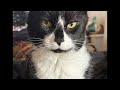 Cat videos JTB is live!