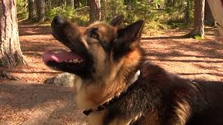 Doggy's Life - Päijätsalo National Park Adventure