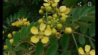 Senna siamea, also known as Siamese cassia Planted in the Memory of Late Ar. Taranjeet Singh July,20