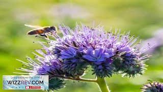 Flowers Phacelia Lacy – Seeds Review