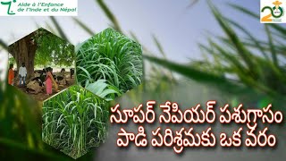 సూపర్ నేపియర్ పశుగ్రాసం పాడి పరిశ్రమకు ఒక వరం - Super Napier a boon for dairy industry by APMAS