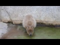 young capybara drinking