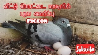 வீட்டு மொட்டை மாடியில் #புறா வளர்ப்பு | #Pigeon #