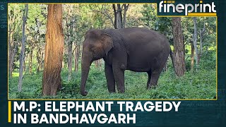 Madhya Pradesh: 7 Elephants Dead in Two Days, Doctors Suspect Poisoning | WION Fineprint