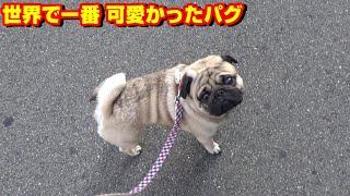 世界で一番 可愛かったパグ　臆病だったパグが初めて他の犬の鳴き声に立ち向かって行った日 ～追悼動画～『おまめ日記』