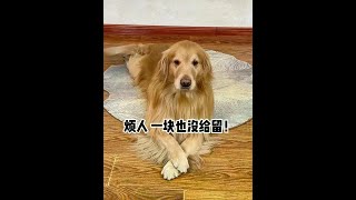 🐶辛巴：烦人！一块都不给狗留呢！ #萌宠出道计划   #万物可爱计划   #狗子成精了 #金毛日常生活视频